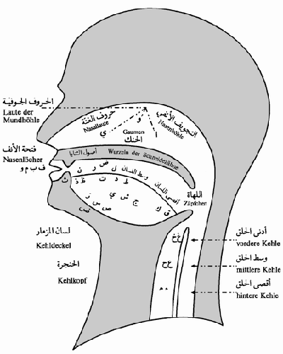 مخارج الحروف سبعة عشر